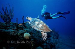 Turtle and Diver Saba by Keith Partlo 
